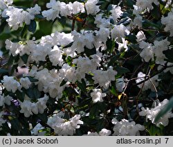 Rhododendron Dora Amateis