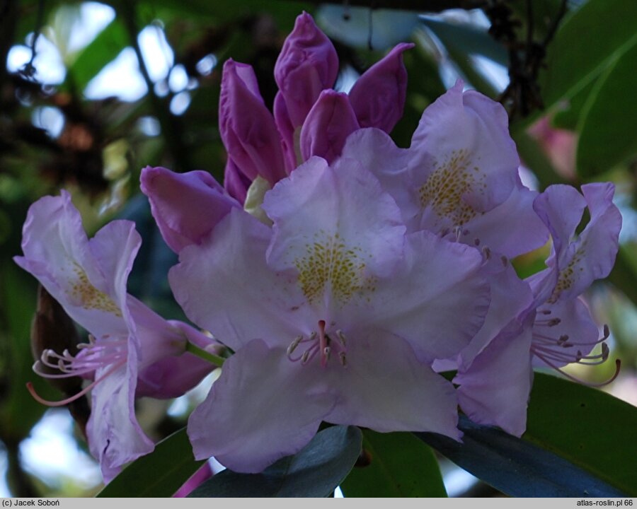 Rhododendron hort. Album Novum