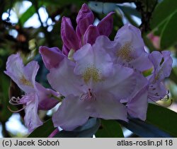 Rhododendron hort. Album Novum