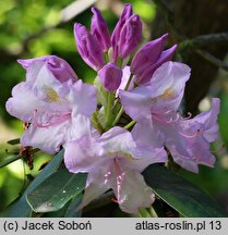 Rhododendron hort. Album Novum