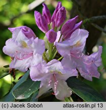 Rhododendron Album Novum