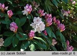 Rhododendron hort. Bismarck