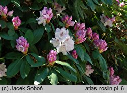 Rhododendron Bismarck