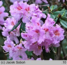 Rhododendron cuneatum