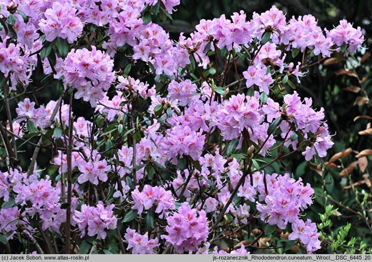 Rhododendron cuneatum