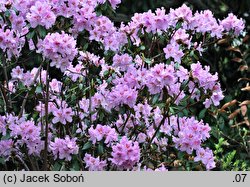 Rhododendron cuneatum