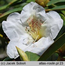 Rhododendron Maharani