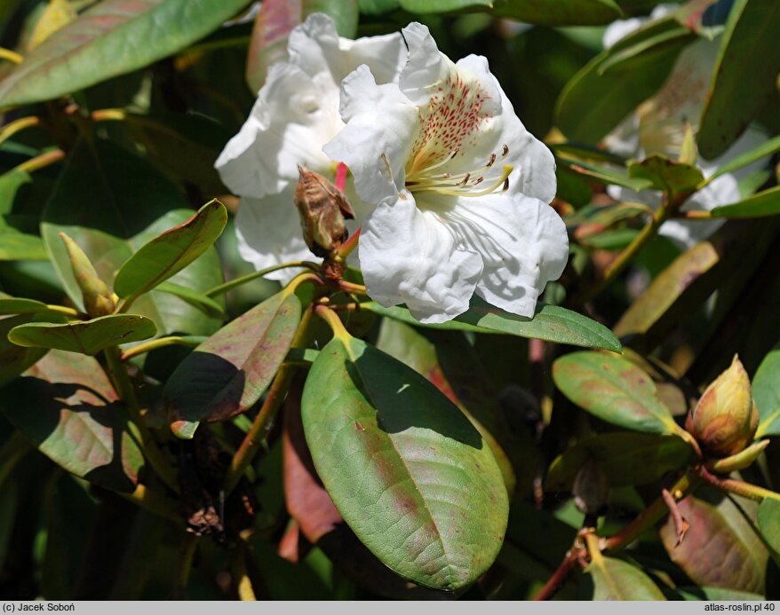Rhododendron hort. Maharani