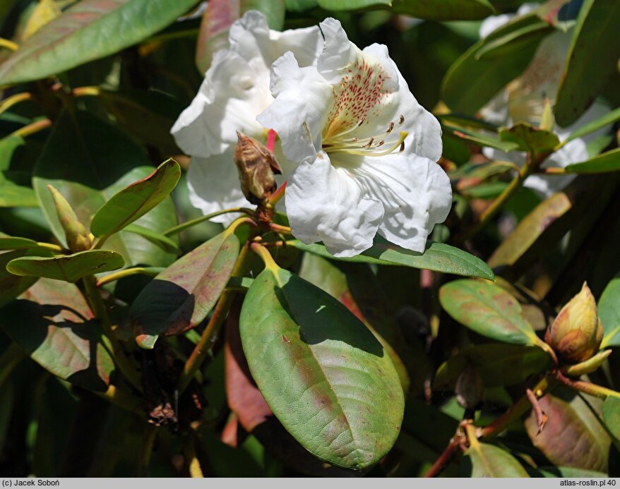 Rhododendron Maharani