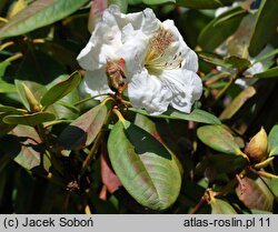 Rhododendron Maharani