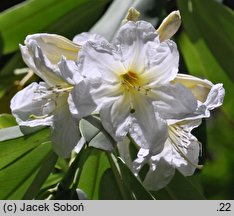 Rhododendron decorum ssp. diaprepes