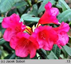 Rhododendron dichroanthum ssp. scyphocalyx (różanecznik wielokwiatowy)