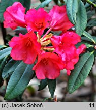 Rhododendron dichroanthum ssp. scyphocalyx (różanecznik wielokwiatowy)