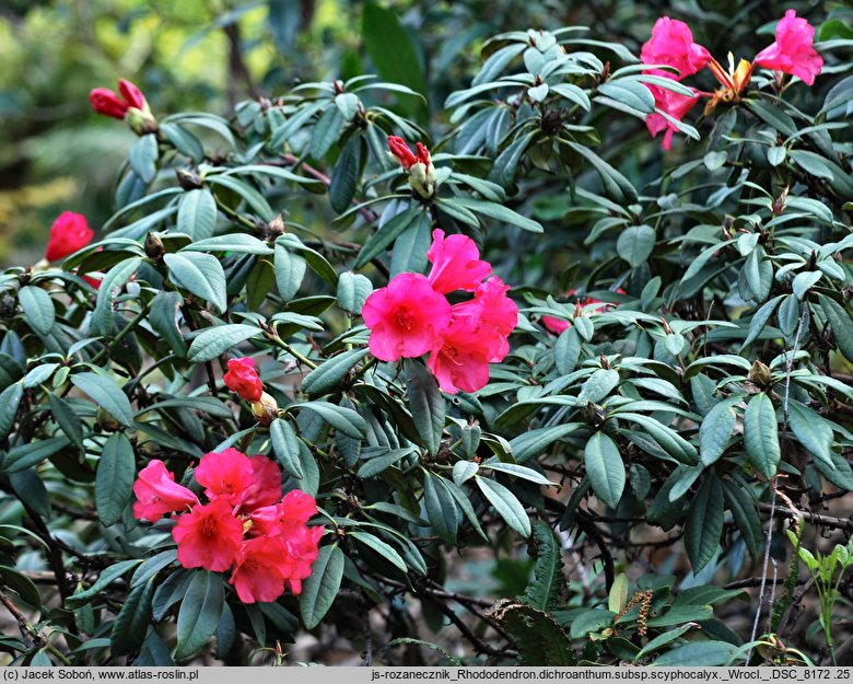 Rhododendron dichroanthum ssp. scyphocalyx (różanecznik wielokwiatowy)