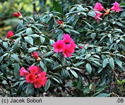 Rhododendron dichroanthum ssp. scyphocalyx (różanecznik wielokwiatowy)