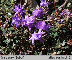 Rhododendron telmateium (różanecznik bagienny)