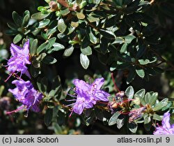 Rhododendron telmateium (różanecznik bagienny)