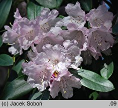 Rhododendron fargesii