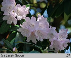 Rhododendron oreodoxa var. fargesii