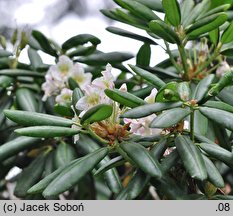 Rhododendron fauriei