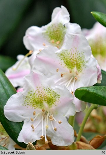 Rhododendron brachycarpum ssp. fauriei
