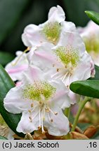 Rhododendron fauriei