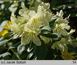 Rhododendron Princess Anne