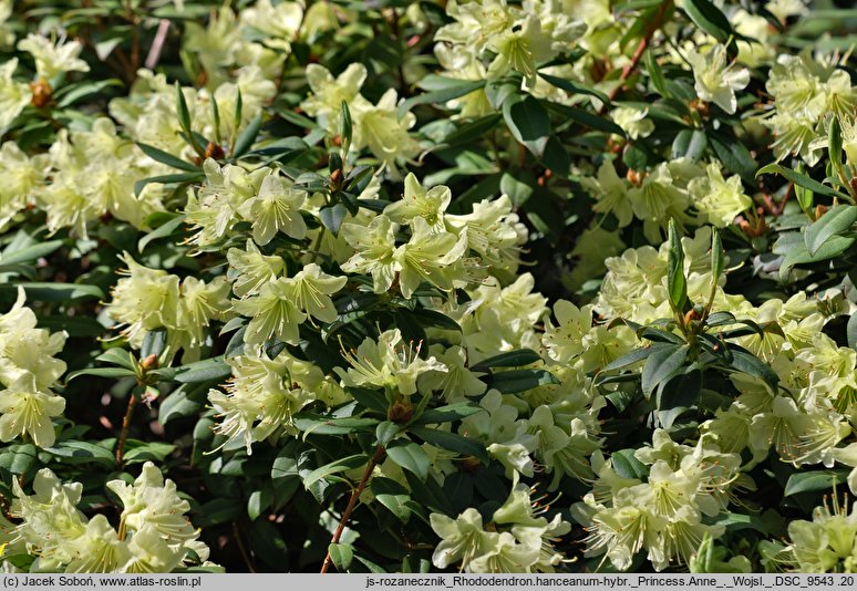 Rhododendron Princess Anne