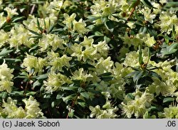 Rhododendron hort. Princess Anne