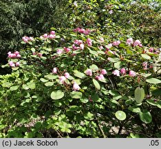 Rhododendron orbiculare