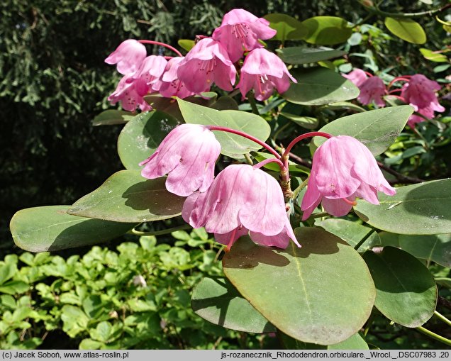 Rhododendron orbiculare