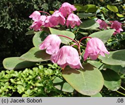 Rhododendron orbiculare