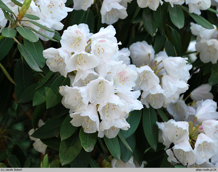 Rhododendron pachysanthum (różanecznik rdzawolistny)