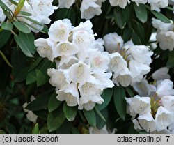 Rhododendron pachysanthum (różanecznik rdzawolistny)