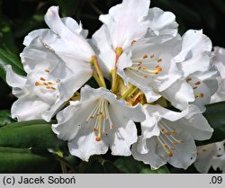 Rhododendron pseudochrysanthum