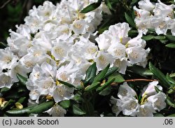 Rhododendron pseudochrysanthum