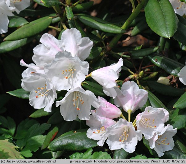 Rhododendron pseudochrysanthum