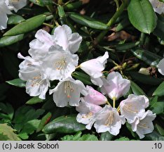 Rhododendron pseudochrysanthum