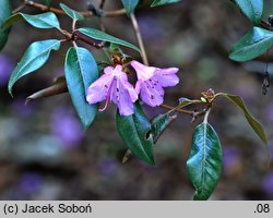 Rhododendron rubiginosum