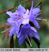 Rhododendron hort. Gletschernacht