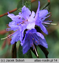 Rhododendron Gletschernacht