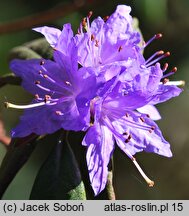 Rhododendron hort. Gletschernacht