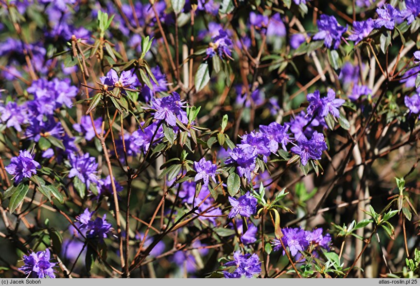 Rhododendron hort. Gletschernacht