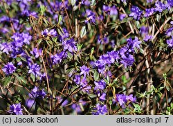 Rhododendron hort. Gletschernacht