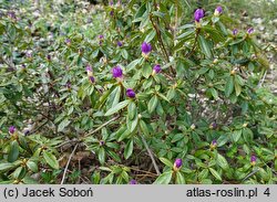 Rhododendron russatum (różanecznik czerwieniejący)