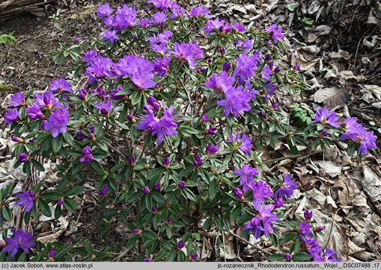 Rhododendron russatum (różanecznik czerwieniejący)