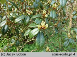 Rhododendron searsiae