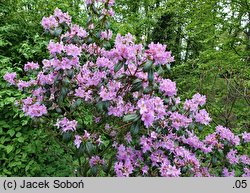 Rhododendron searsiae