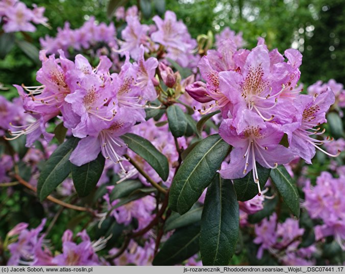 Rhododendron searsiae