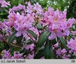 Rhododendron searsiae